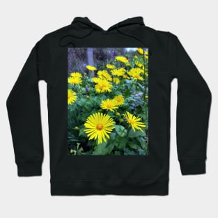 Caucasian gemswort Hoodie